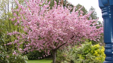 Un árbol sano es la base para unas frutas abundantes y sabrosas. Solo debemos aplicar estos pasos en primavera para luego disfrutarlas.