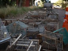 Día del Animal: en Mendoza liberaron aves y destruyeron jaulas