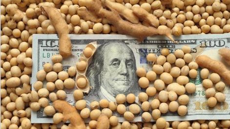 Chau dólar blend