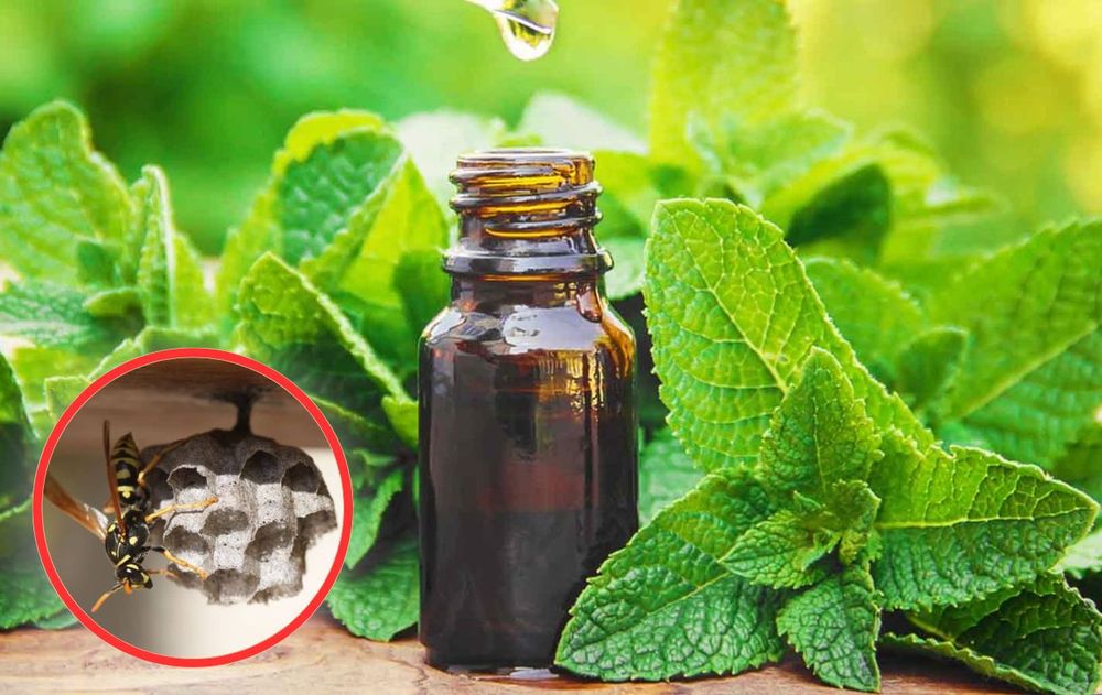 Este aroma natural las avispas no lo soportan y eso puede mantenerlas alejadas sin usar químicos ni dañar el ambiente cercano a casa.