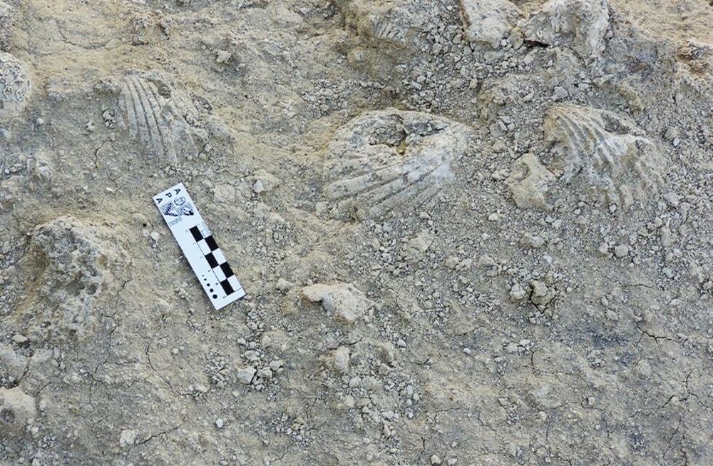 Discinisca messii y Discinisca porvenir son las dos primeras especies de la familia Discinidae reportadas para el Cenozoico patagónico. Foto: Gentileza Conicet