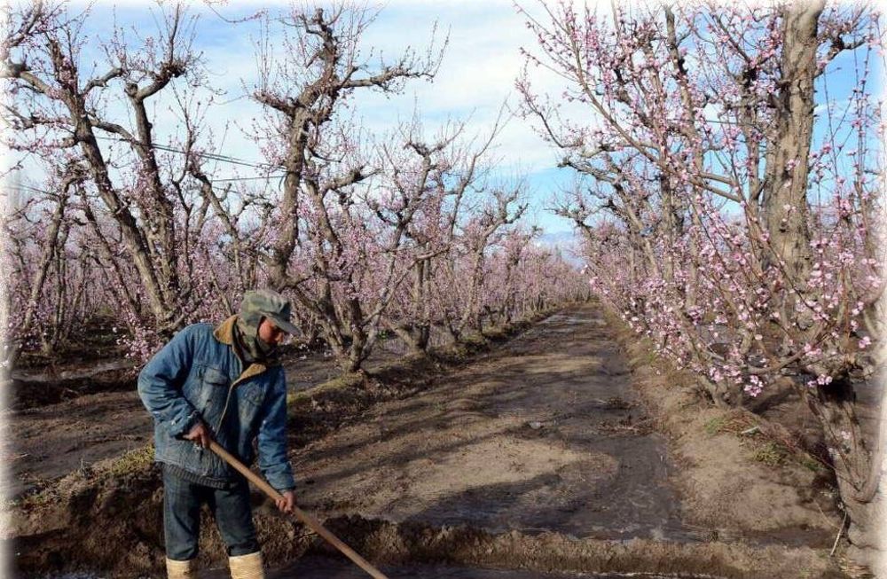 Bajaron la alícuota del IVA en las tarifas de riego agrícola, lo que reduce un 13% el monto promedio de facturación eléctrica para regantes