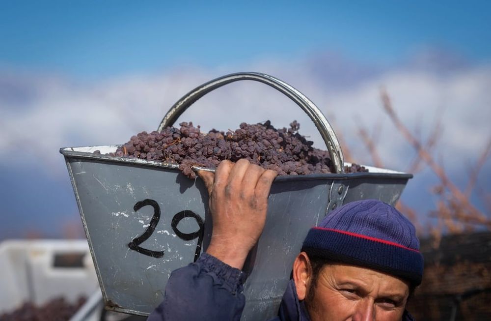 El Observatorio Vitivinícola Argentino llegó a la cima en un ranking mundial de páginas web en español dedicadas al vino