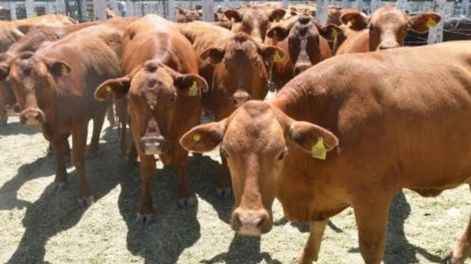 La ganadería bovina en Mendoza