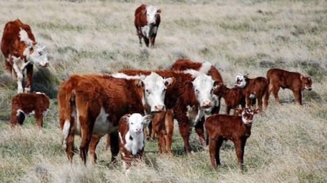 Los Andes | GM2TAN3BG5TGGOJWGJRGCNLDMQ.jpg?quality=75&smart=true&auth=f21e121ba32ac4d1ce9b467deb7c4e7e5190dbec177ec373d2aea1e40e2fd1ce&width=980&height=640