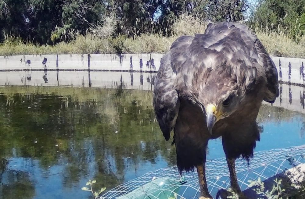 Emotivas fotos: bajó la muerte de aves y otros animales en el campo y gracias a esta simple y útil herramienta. Foto: Gentileza Departamento de Fauna Silvestre Mendoza