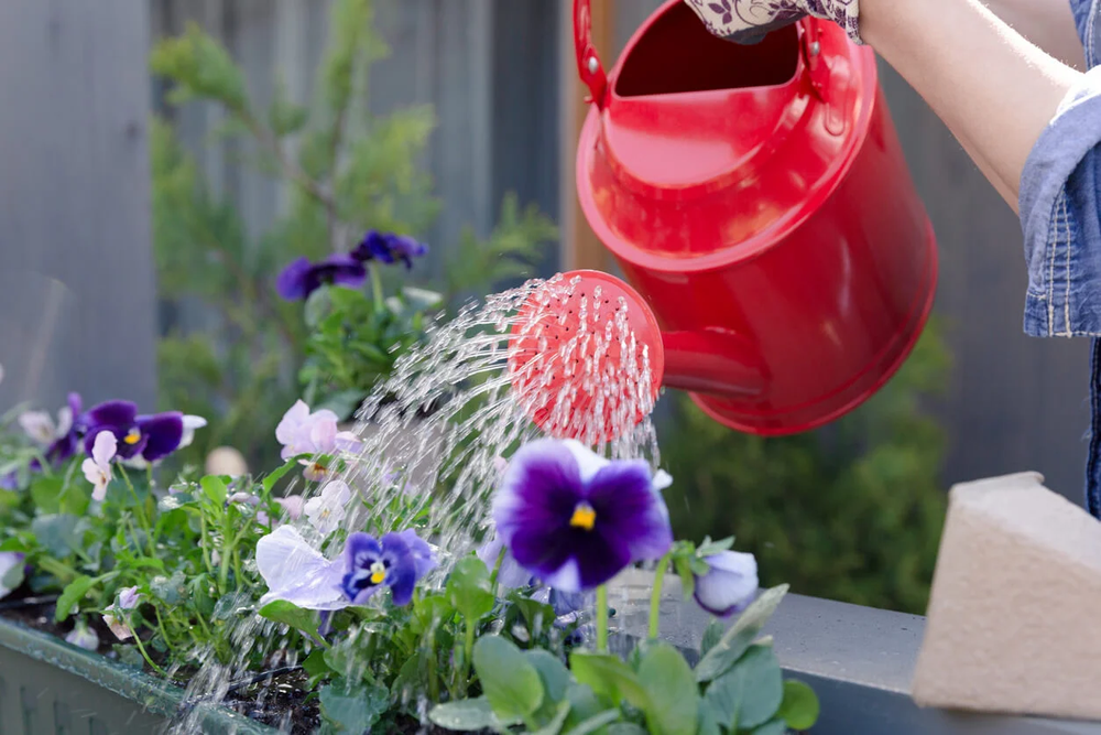 Regar con agua de arroz: ¿realmente ayuda a las plantas o es un mito?