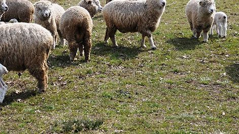 Alertan sobre una grave enfermedad que se transmite de animales a humanos, ¿cómo prevenir contagios?