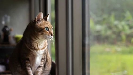 Los gatos presentan una considerable flexibilidad social.