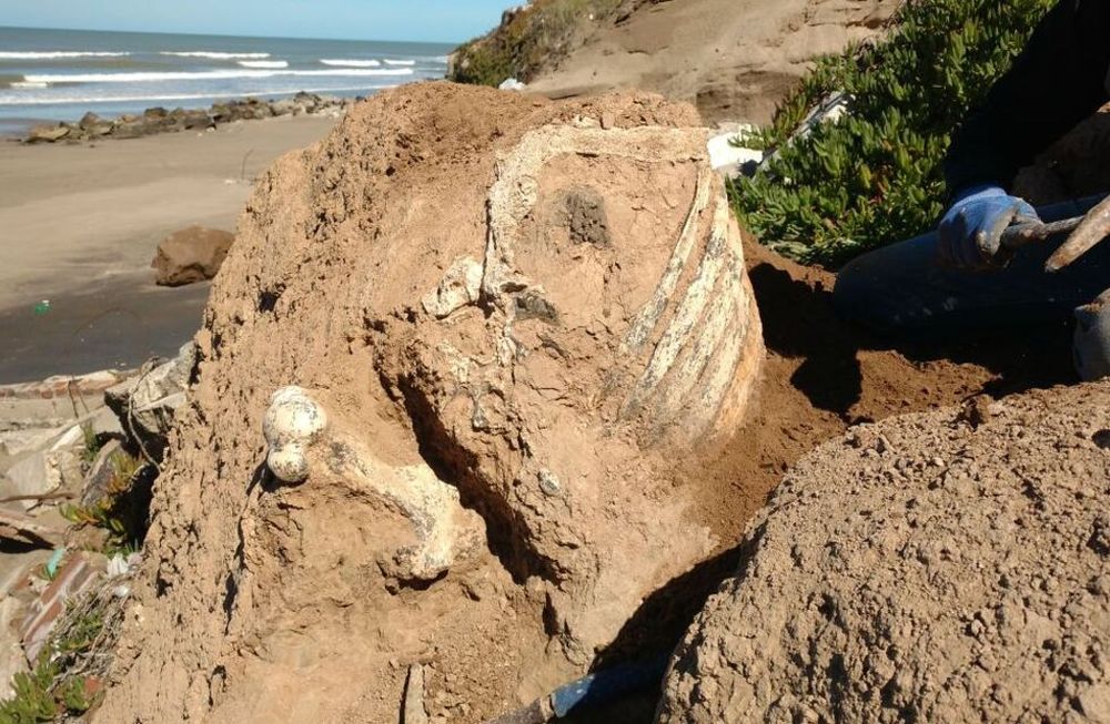 Iban caminando por la playa y encontraron los restos de un perezoso de 3 millones de años