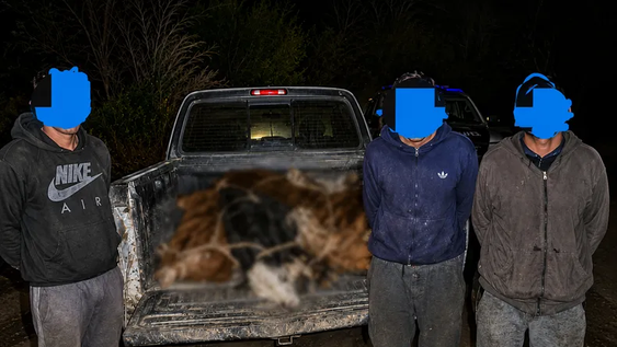 Un policía detenido por cuatrerismo y el drama de productores de Alvear por el robo de ganado Un policía detenido por cuatrerismo y el drama de productores de Alvear por el robo de ganado