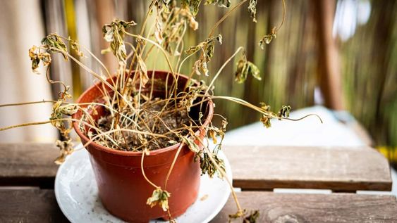no es casualidad: que significa que una planta se seque siempre en el mismo lugar de la casa