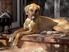 Mary es una perra de Estado Unidos que paso una situación muy compleja y de todas formas logró salvar a sus cachorros.