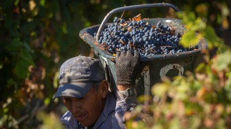 Pronóstico de cosecha, ¿necesario? - Por Laura L. Cánovas