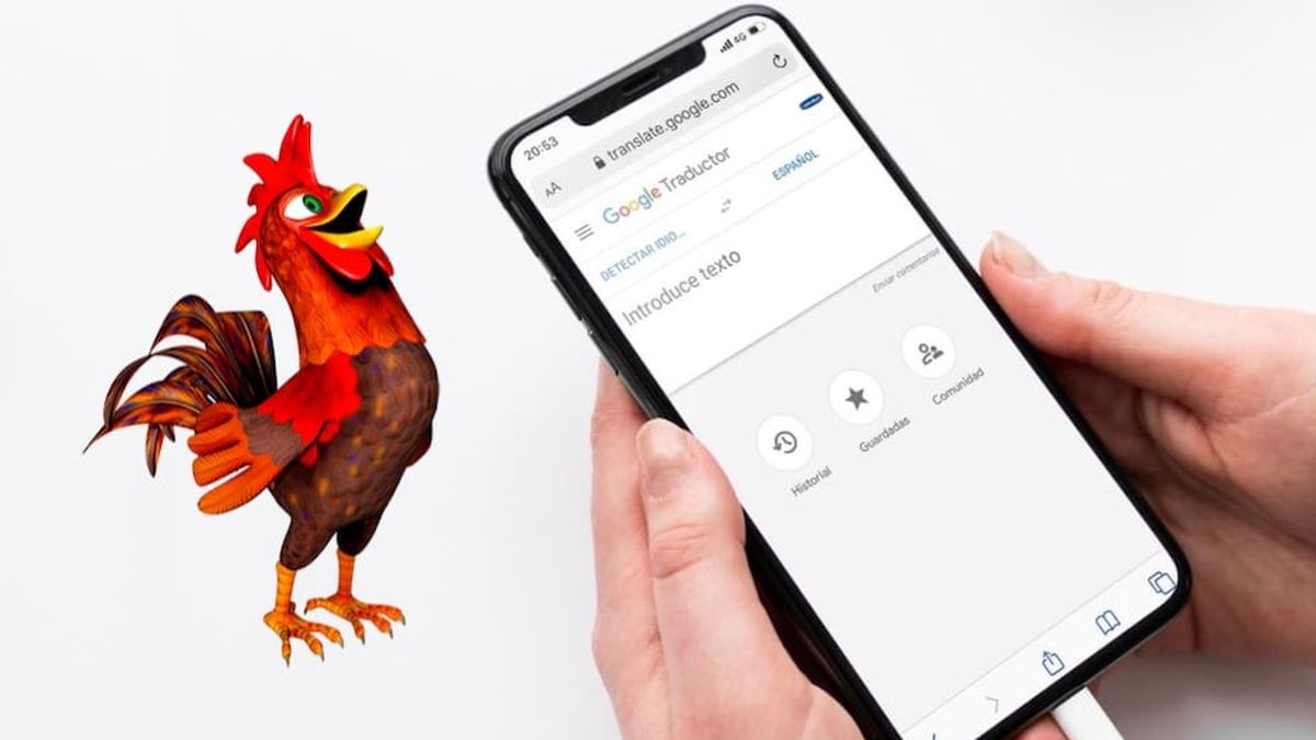 El divertido “error” del traductor de Google que canta como un gallo y