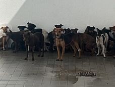 Tras el rescate de los 81 perros en Guaymallén, dos refugios piden ayuda: Cómo colaborar. Tras el rescate de los 81 perros en Guaymallén, dos refugios piden ayuda: Cómo colaborar.