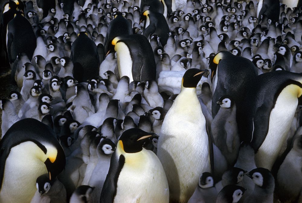 Secretos de los pingüinos: misterios, interrogantes y curiosidades de la especie que conquistó el Hemisferio Sur. Foto: Gentileza National Geographic