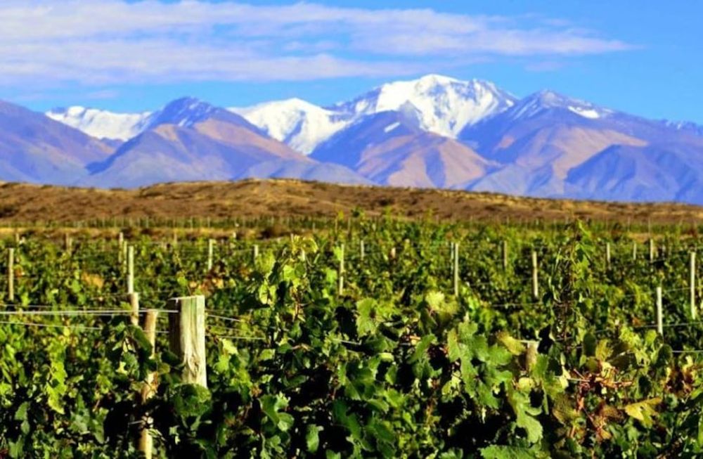 Con una tasa de crecimiento anual cercana al 13%, la producción orgánica en Mendoza tiene un futuro prometedor