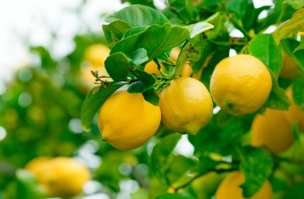 Los tiempos  de los limones