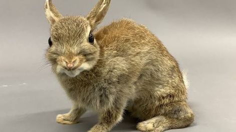 en 1936 introdujeron 4 conejos europeos en tierra del fuego; 17 anos despues ya eran mas de 30 millones