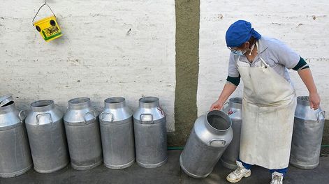 Hay sólo cuatro tambos en actividad en Mendoza, con precios por debajo del promedio general del mercado. / Foto: Orlando Pelichotti