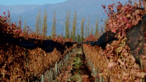 Vista de viñedos del Valle de Uco en el final del otoño / Claudio Gutierrez