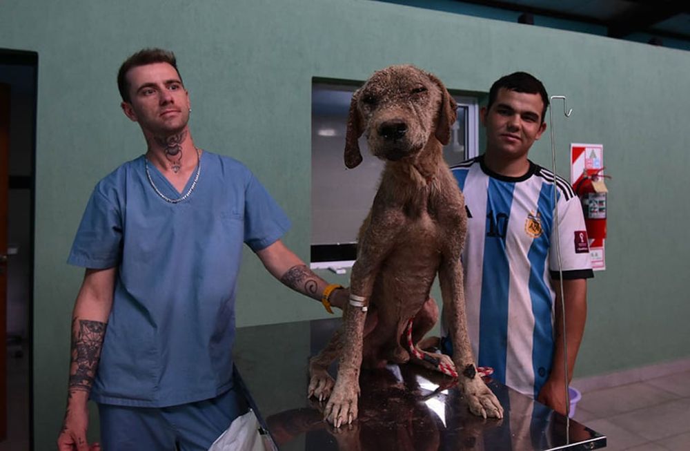 Camilo fue recibido y tratado en el refugio que comparte con otros 270 canes. En un mes le buscarán una familia. Ahora posa junto a Marcelo, el veterinario del refugio, y Jorge, el encargado del cuidado y alimentación. | Foto: Mariana Villa / Los Andes