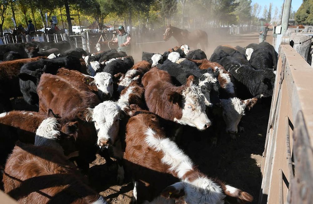 Los precios de la hacienda en el remate de la Fiesta Nacional de la Ganadería en Alvear se mantuvieron a lo largo de todo el 2022. Archivo. Ignacio Blanco / Los Andes