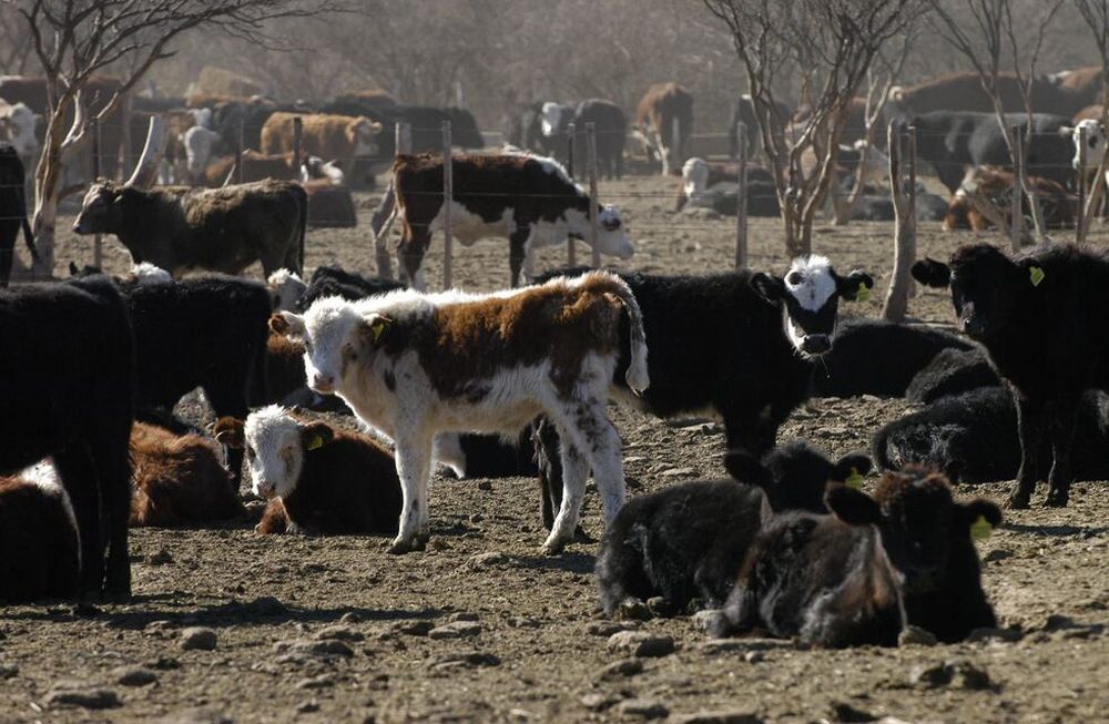 Se debe realizar el muestreo de vacas y toros (de toda la provincia) con un plazo máximo estimado al 31 de julio para productores propietarios de más de 300 animales.