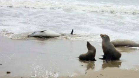 Entidades científicas y ecologistas están en alerta por las muertes de centenares de leones marinos y delfines en California. Gentileza: C5N.