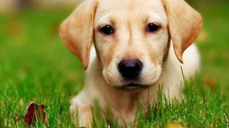 Los Andes | Las razas de perros más hermosas según la IA
