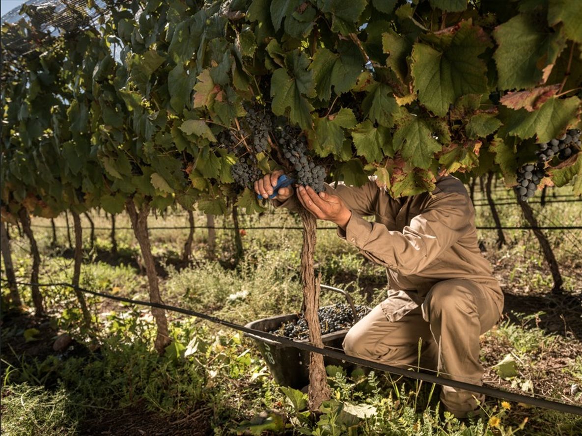 Tras la visita de Sturzenegger, Bodegas de Argentina expresó su apoyo a las desregulaciones al vino