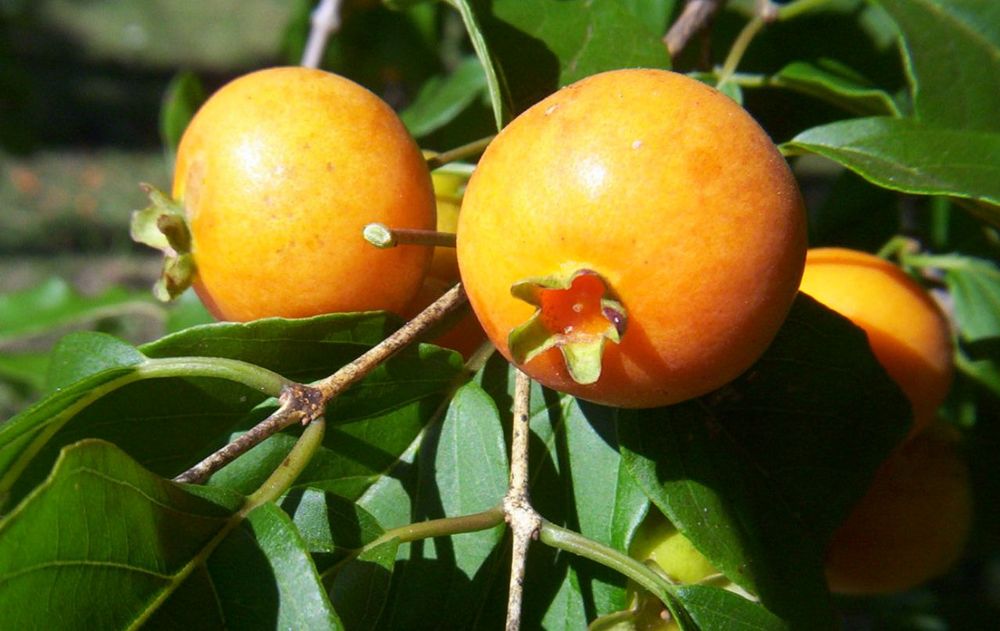 Esta especie en el jardín ayuda a crear ambientes más frescos y naturales.
