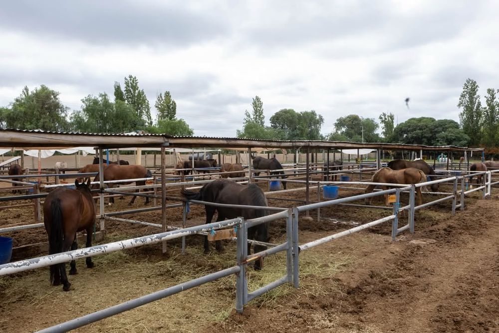 Los caballos fueron trasladados a la Asociación PEMPA para su cuidado