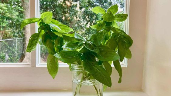 El aroma de las hojas de albahaca no saturan el aire ni dejan residuos químicos.