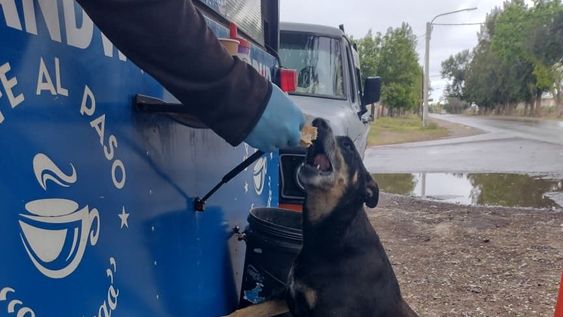 El Negro, el perro que vive desde hace cuatro años junto a un puesto de venta de café y tortitas, en Junín.