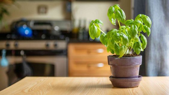 no es para decorar: que significa poner una planta de albahaca en la cocina