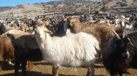 El monto destinado a la iniciativa se distribuirá en diferentes programas, que incluyen la entrega de créditos para la adquisición de reproductores caprinos y ovinos de alta calidad,