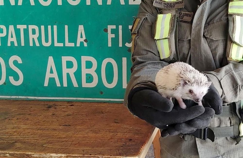 El pequeño erizo albino africano de decomisado en Uspallata.  / Gentileza Gendarmería Nacional