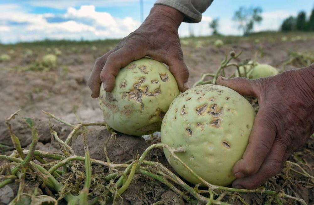 Resultaron afectadas más de 300 hectáreas en Lavalle. Se calcula que se traducirá en 13 millones de kilos menos. Preocupan los precios / José Gutiérrez