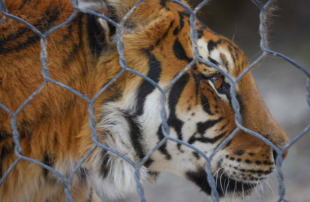 Osos y leones embalsamados y un tigre de mascota: impactantes historias del tráfico ilegal de fauna en Mendoza. Foto: Archivo Los Andes