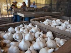 Las exportaciones mendocinas de ajo en jaque por una medida del Gobierno de BrasilPreocupa en el sector ajero la apertura al ajo chino en Brasil a bajos precios
