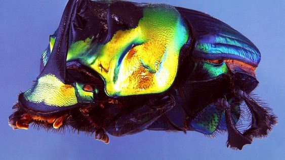 Ejemplo de uno de los mayores grupos de insectos con importantes funciones ecosistémicas, escarabajos estercoleros o también conocidos como insectos rueda cacas. En la imagen se presenta un individuo de la especie Sulcophanaeus imperator. Entre las funciones ecosistémicas de este grupo de insectos se destaca: que son dispersores secundarios de semillas, recicladores de nutrientes del suelo, reducen los gases con efecto invernadero, controlan plagas de moscas, entre otros.  Foto/Diego Miras.