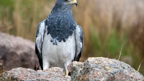 En Mendoza hay más de diez especies de aves rapaces que habitan diferentes ecorregiones, entre ellas el águila mora. Imagen ilustrativa.