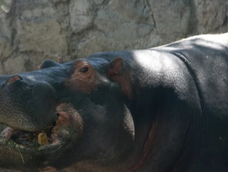 El triste final del hipopótamo del ex Zoo de Mendoza que murió por una pelota de tenis. Foto: Archivo Los Andes.