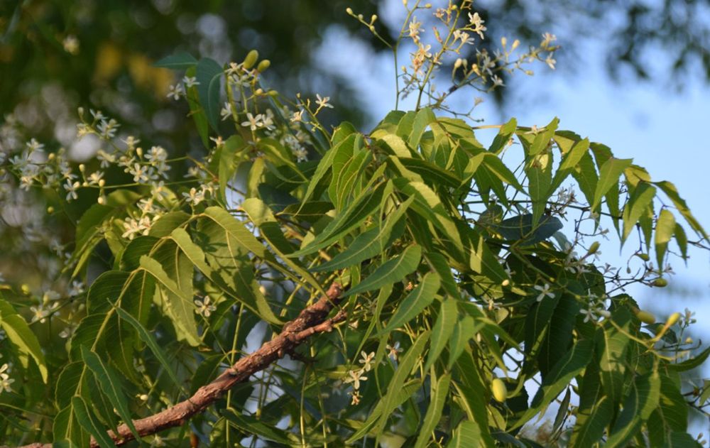 Las propiedades de este árbol lo convierten en una opción ideal para quienes buscan mantener un jardín ecológico, libre de químicos y con un aspecto siempre prolijo.