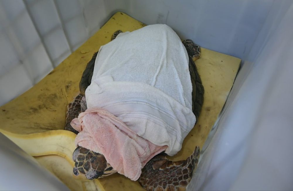 Comenzó el traslado del tortugo Jorge. Orlando Pelichotti / Los Andes