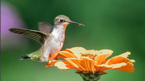 Los pájaros necesitan un refugio natural abierto para la reproducción saludable del jardín.
