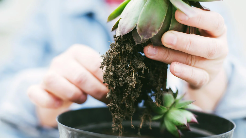 Jardín y jardinería eligen plantas resistentes que cuidan el hogar naturalmente