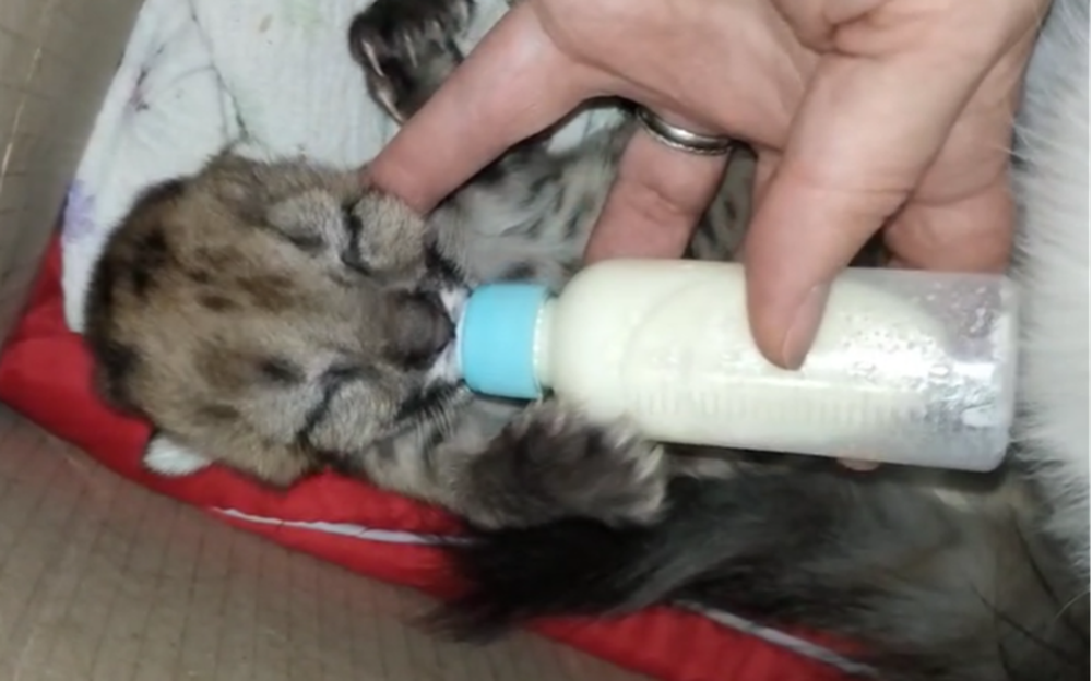 Cachorro de puma sobreviviente